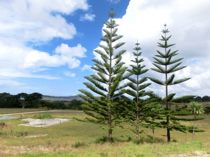 whangarei (45)